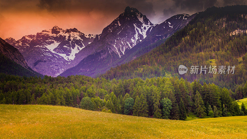 田园诗般的高山景观与野花在春天在瓦诺瓦兹，Val Cenis -法国阿尔卑斯山